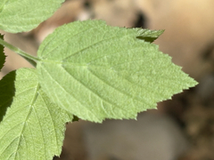 (c) Brian Finzel, some rights reserved (CC BY-SA) Neviusia alabamensis, photograph (c) Brian Finzel, some rights reserved (CC BY-SA)