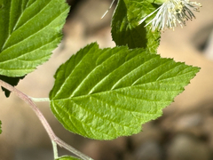 (c) Brian Finzel, some rights reserved (CC BY-SA) Neviusia alabamensis, photograph (c) Brian Finzel, some rights reserved (CC BY-SA)