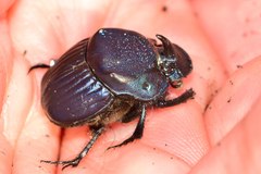 Phanaeus blackalleri