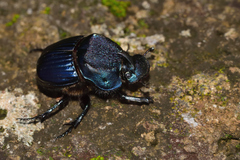 Phanaeus blackalleri