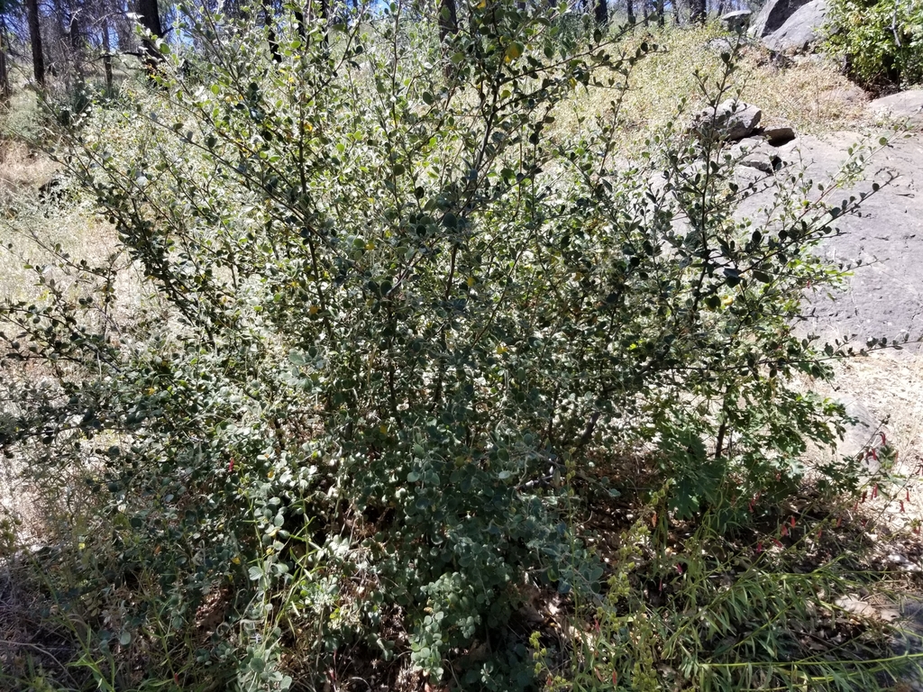 Birchleaf Mountain Mahogany from San Diego County, Cleveland National
