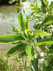 Alnus maritima