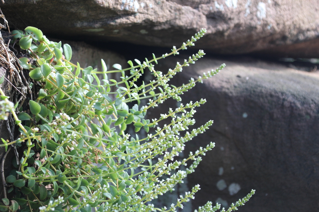 Crassula stylesii