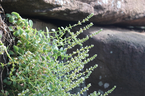 Crassula stylesii
