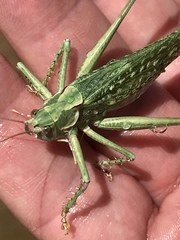 Capnobotes occidentalis