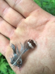 Canachites canadensis