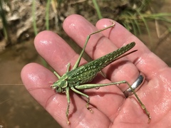 Capnobotes occidentalis