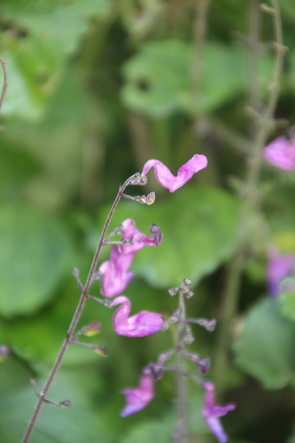 Image of Equilabium petiolare by no rights reserved
