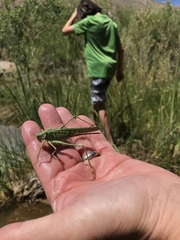 Capnobotes occidentalis