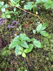 Vaccinium angustifolium image