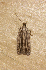 Agonopterix umbellana