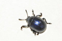 Leptinotarsa haldemani