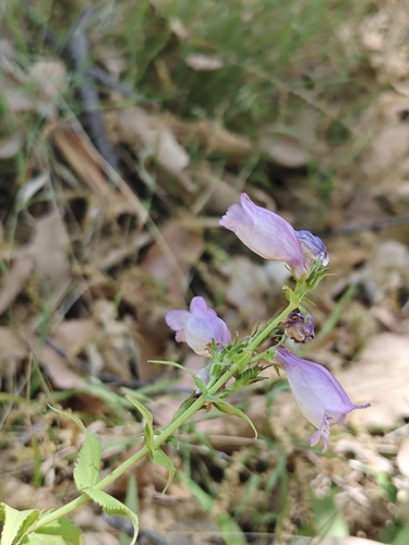 Bellflower Beardtongue (Penstemon campanulatus)