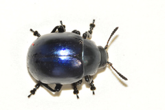 Leptinotarsa haldemani