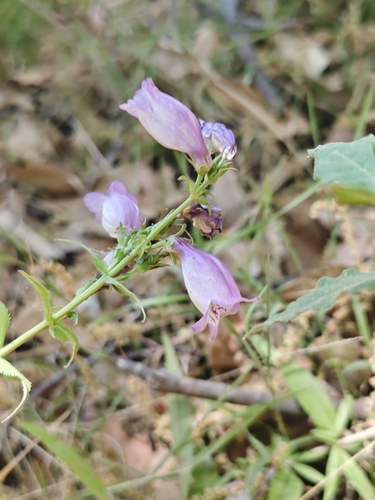 Image of Bellflower Beardtongue (Penstemon campanulatus) by (c) Guillermo Huerta Ramos, some rights reserved (CC BY)