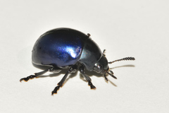 Leptinotarsa haldemani