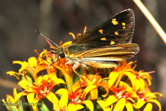 Butleria fruticolens
