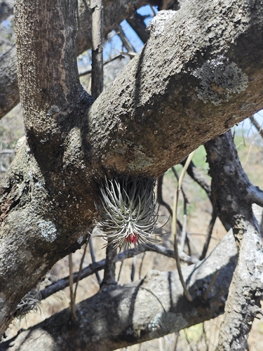 Tillandsia atroviridipetala, photograph 6