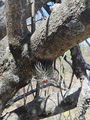 Tillandsia atroviridipetala, photograph (c) Guillermo Huerta Ramos, some rights reserved (CC BY)