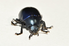 Leptinotarsa haldemani