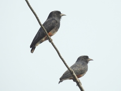 Chelidoptera tenebrosa