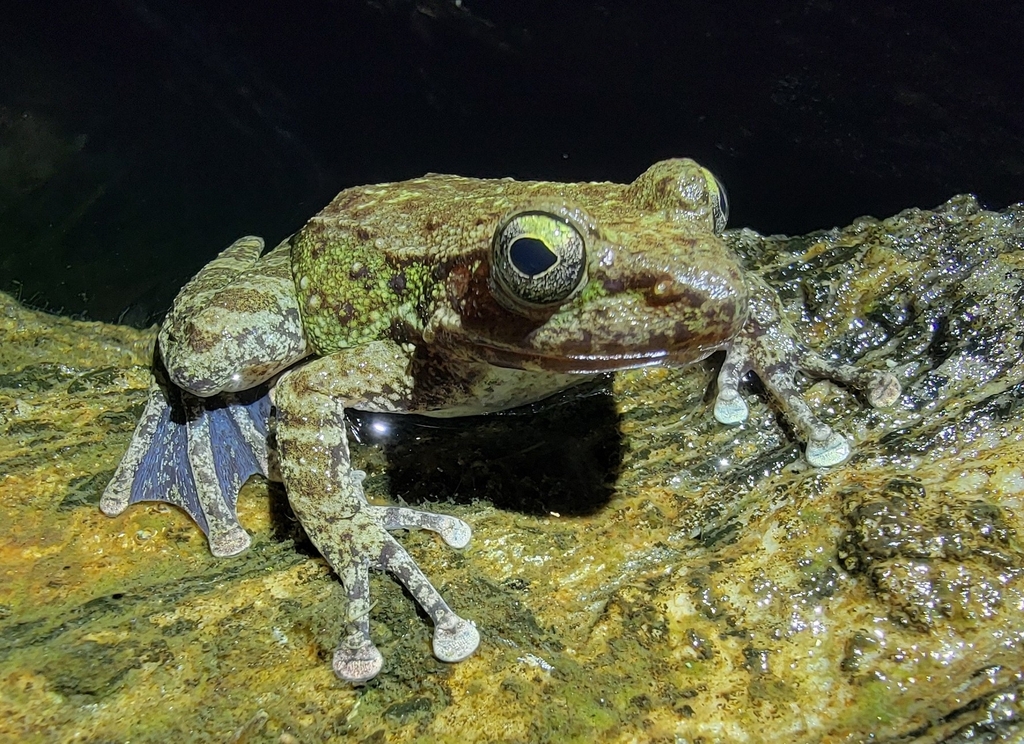 Amolops nepalicus