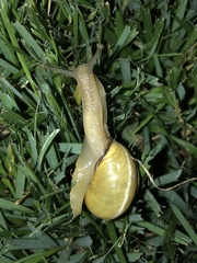 Cepaea nemoralis