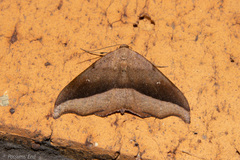 Sarisa muriferata