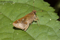 Cymaenes odilia