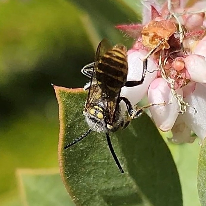Bees and Apoid Wasps from Glide, OR 97443, USA on April 13, 2025 at 03: ...