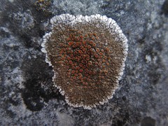Squamulea galactophylla
