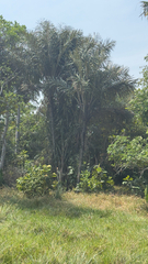 Astrocaryum jauari