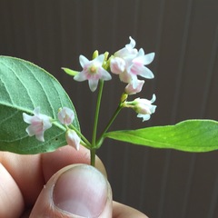 Apocynum androsaemifolium image