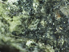 Chaenothecopsis perforata
