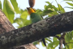 Psarisomus dalhousiae