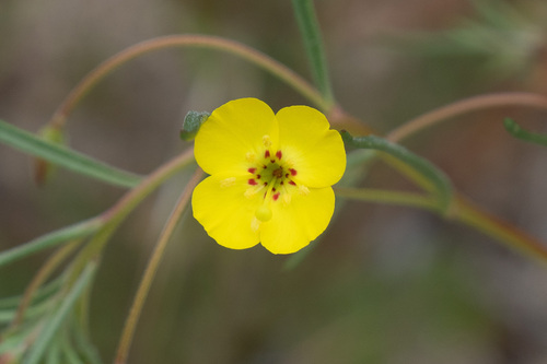 Kern River evening primrose (Camissonia integrifolia)