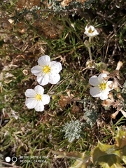 Arenaria montana