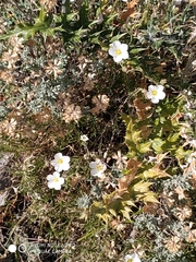 Arenaria montana