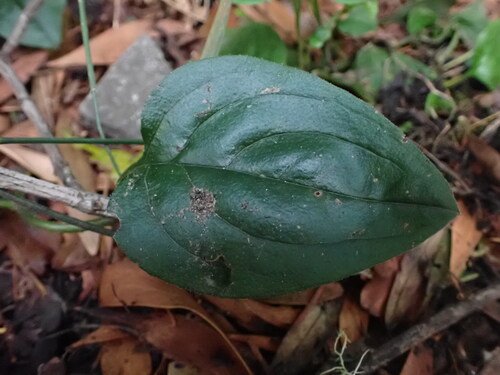 Image of Hackelia latifolia by (c) ttsquid, some rights reserved (CC BY)