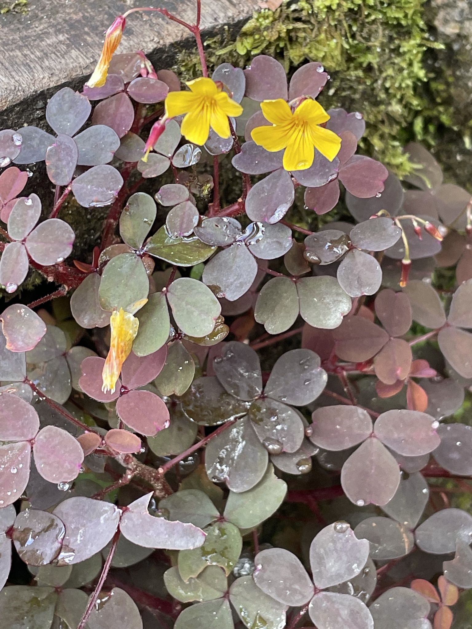 Imagem de Trevo-amarelo