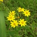 Senecio bombayensis - Photo (c) Virag Rokde, some rights reserved (CC BY-NC), uploaded by Virag Rokde