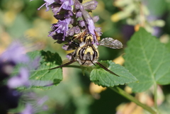 Anthidium manicatum
