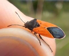 Melanopleurus belfragei