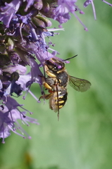 Anthidium manicatum