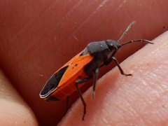 Melanopleurus belfragei