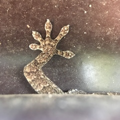 Gekko japonicus
