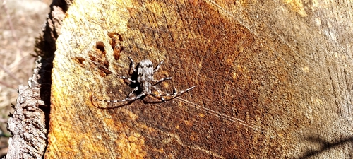 Spotted Tree Borer photo 2
