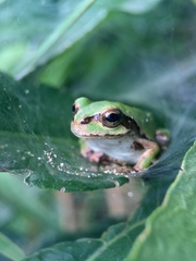 Hyla japonica