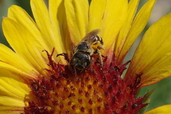Halictus