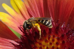 Halictus